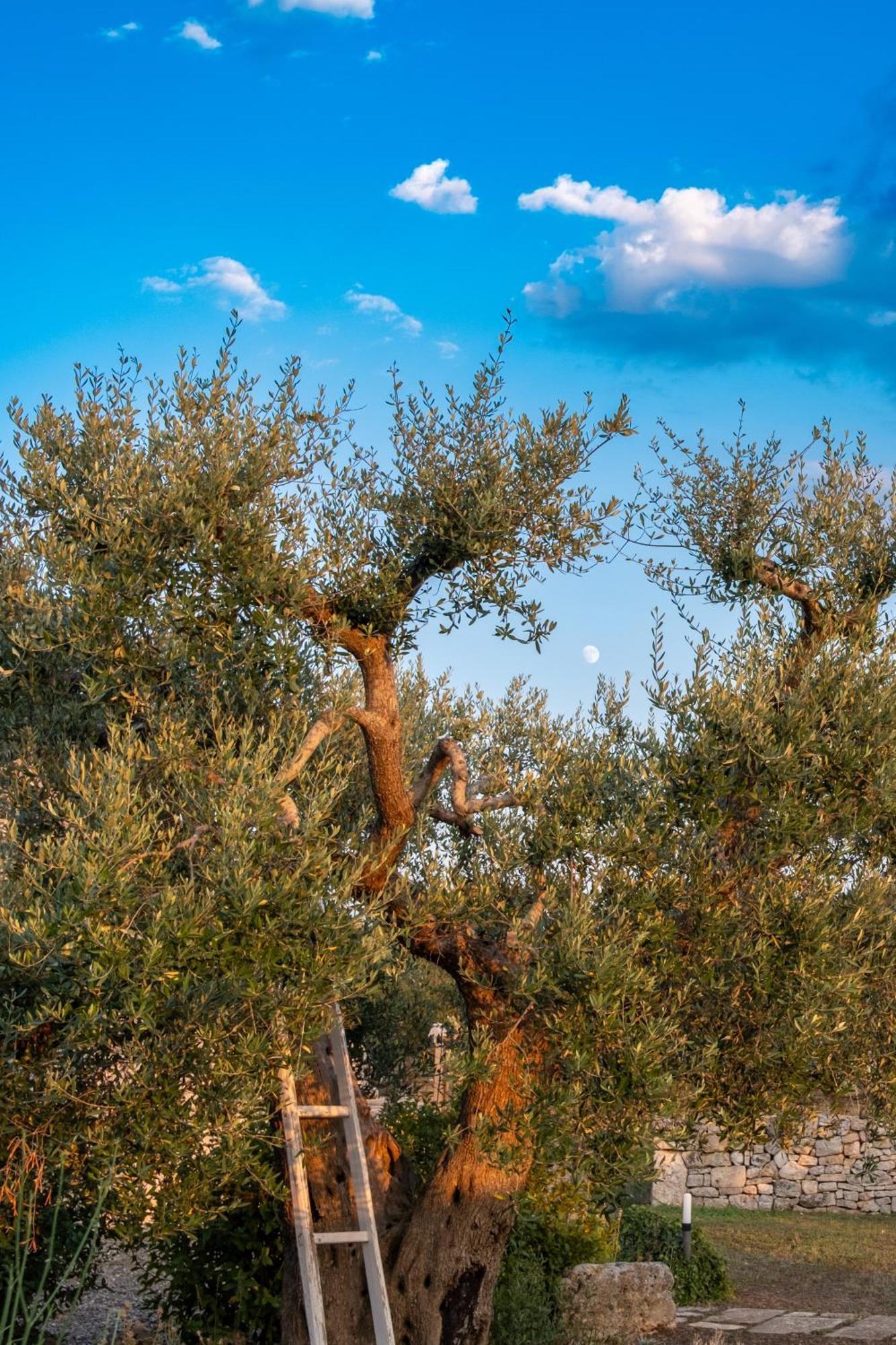 Holiday home Trulli Paparale Alberobello
